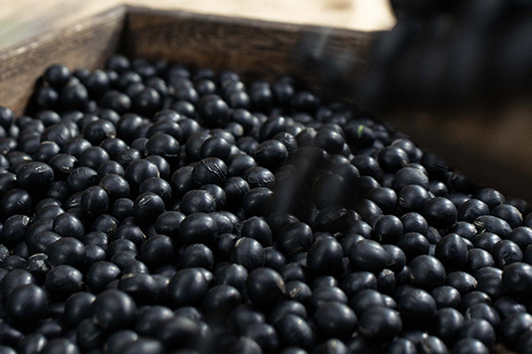 有(yǒu)機(jī)黑(hēi)豆4