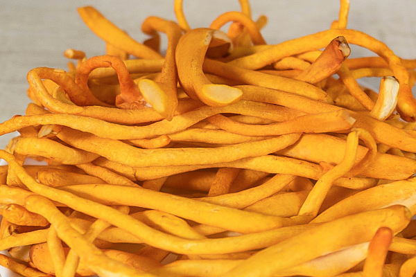 有(yǒu)機(jī)蟲草(cǎo)花(huā)4