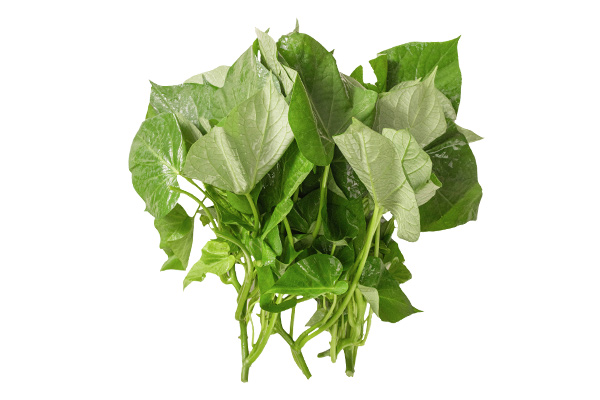 有(yǒu)機(jī)地(dì)瓜葉白(bái)底