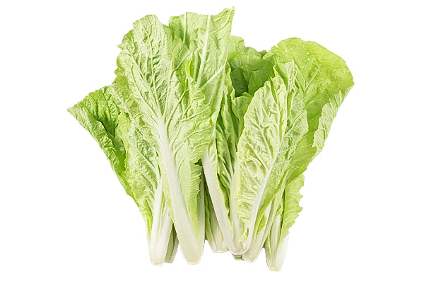 有(yǒu)機(jī)杭白(bái)菜白(bái)底