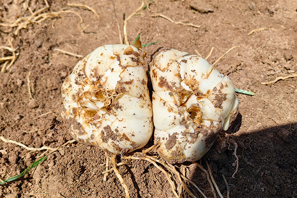 有(yǒu)機(jī)百合幹主圖3