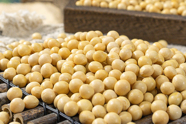 有(yǒu)機(jī)黃(huáng)豆2