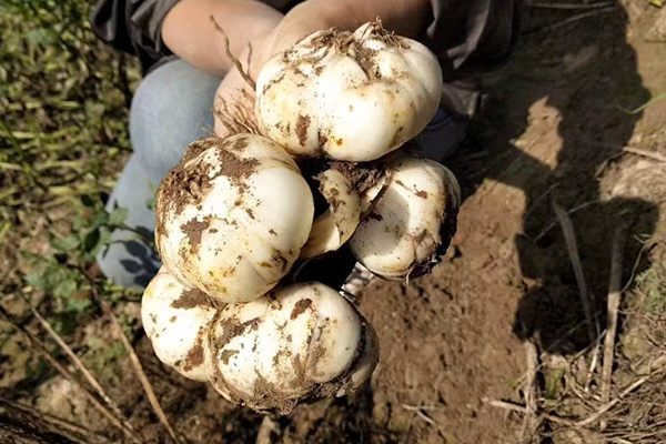 有(yǒu)機(jī)百合幹主圖2